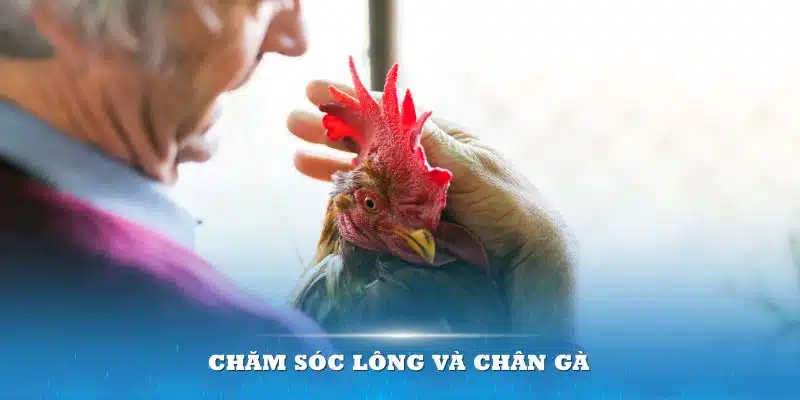 Chăm sóc lông và chân gà để tránh nhiễm trùng