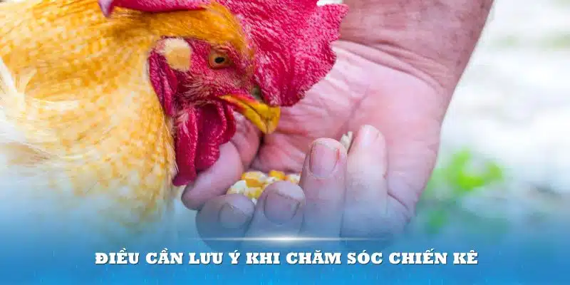 Cần lưu ý gì ngoài việc chọn thức ăn cho chiến kê?