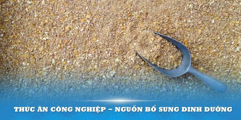 Thức ăn công nghiệp - Nguồn bổ sung dinh dưỡng