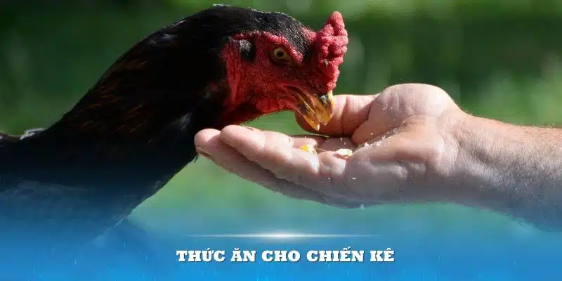 thức ăn cho chiến kê